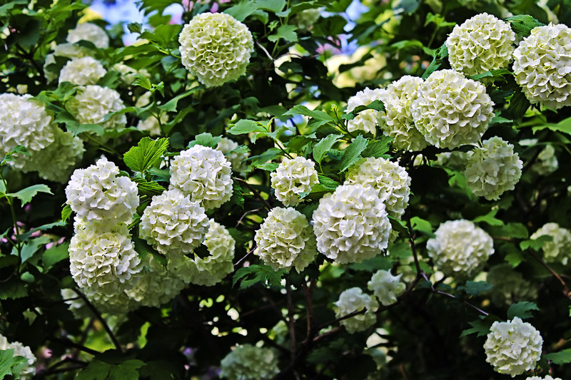 landscape design yard